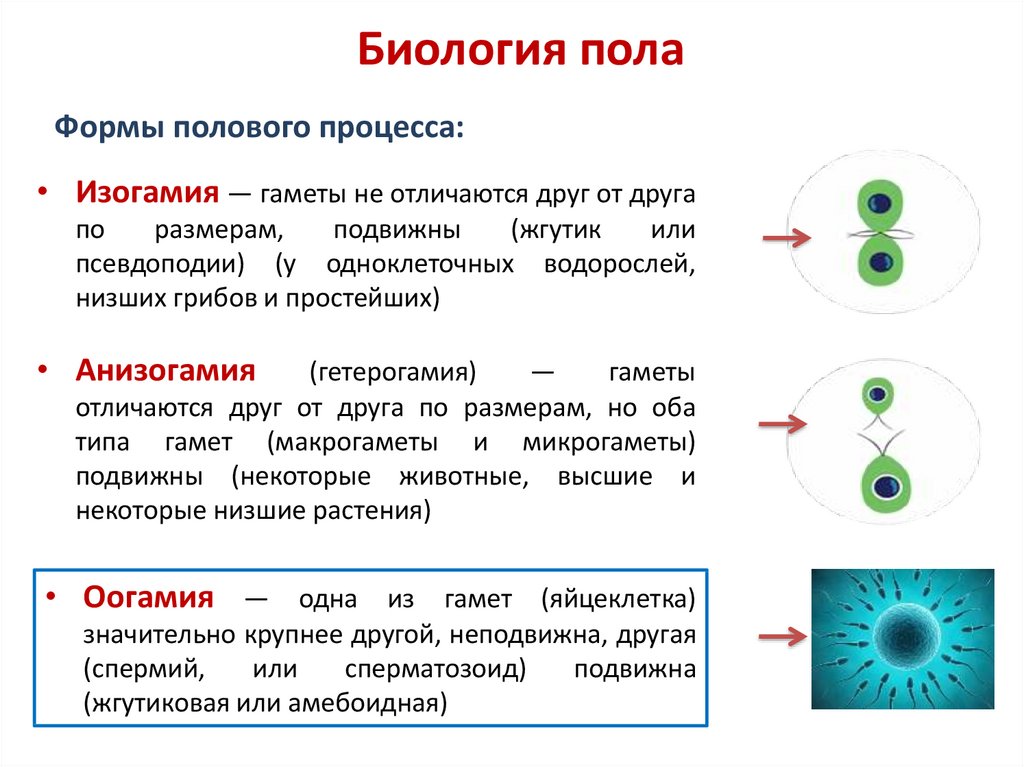 Изогамия