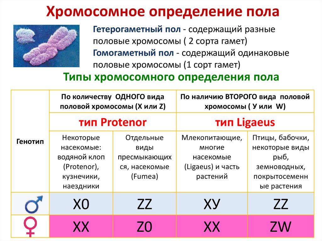 Что такое гомогаметный и гетерогаметный пол. Гомогаметный пол. Гомогаметный и гетерогаметный пол человек. Хромосомы гетерогаметного пола. Гетерогаметный пол примеры.