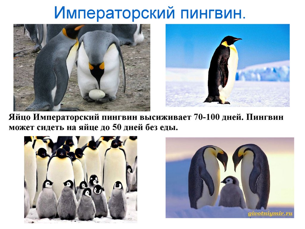 У какого пингвина всегда есть действие. Отряд пингвины. Пингвины презентация. Презентация на тему пингвины. Представители надотряда пингвинов.