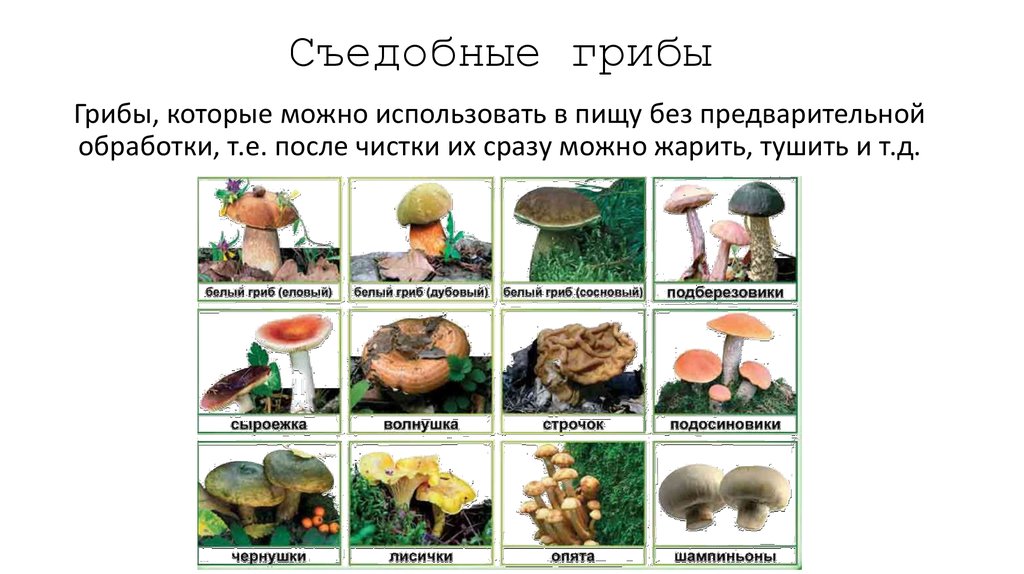 Съедобные грибы. Таблица съедобных грибов. Грибы категории съедобности. Характеристика искусственно выращиваемых съедобных грибов