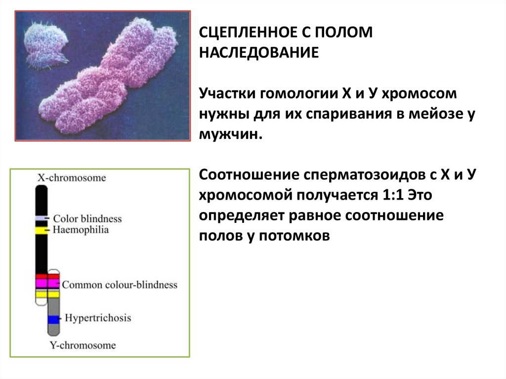 Аллельные гены расположены в идентичных