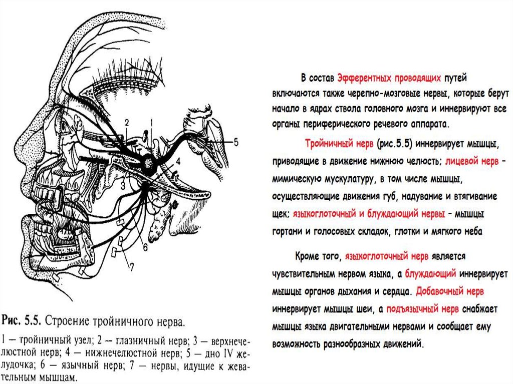 Анатомия физиология и патология органов речи. Анатомия и физиология органов речи. Черепно мозговые нервы речевого аппарата. Анатомия и физиология лицевого нерва. Проводящий путь блуждающего нерва.