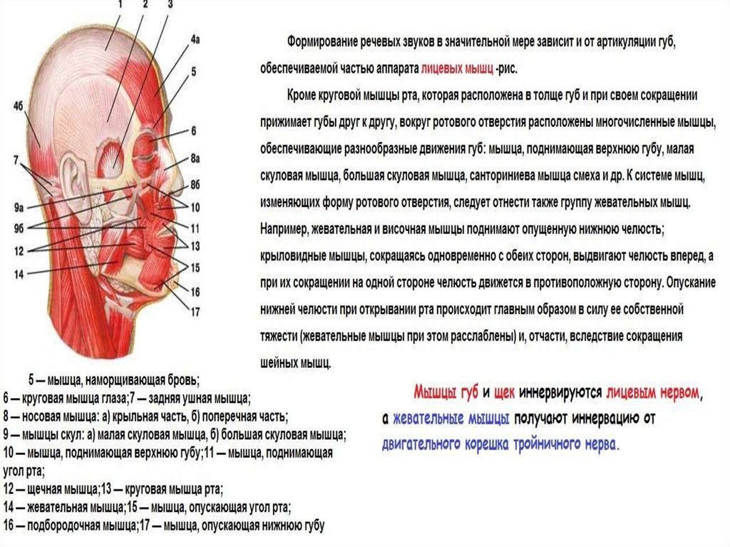 Физиология органов речи презентация