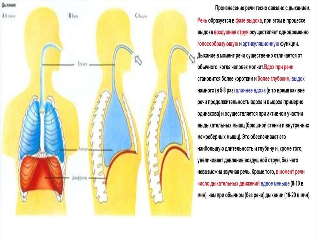 Физиология органов речи презентация