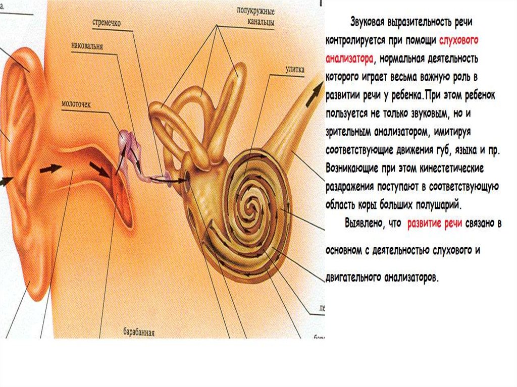 Анатомия физиология и патология органов речи