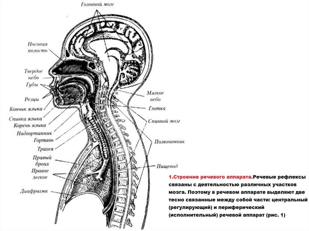 Патологии органов речи схема