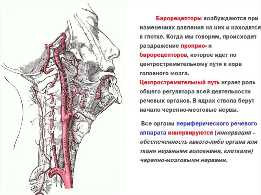 Анатомия и физиология органов речи. Черепно мозговые нервы речевого аппарата. Физиология органов речи. Патологии органов речи таблица.