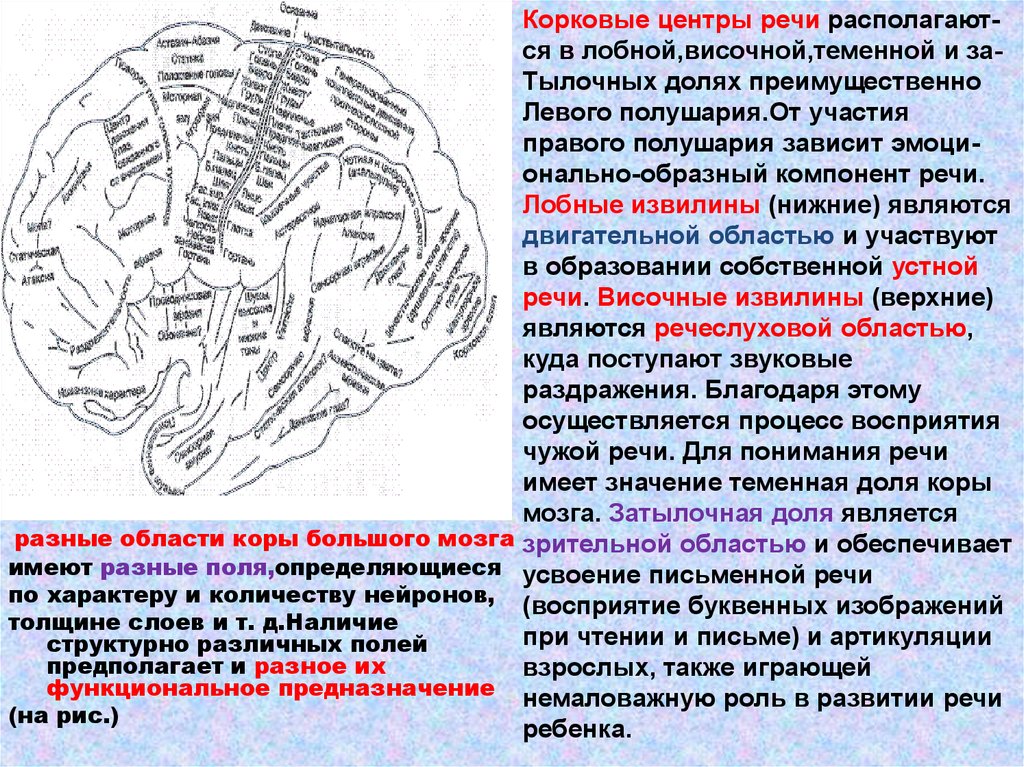 Презентация анатомия и физиология органов речи