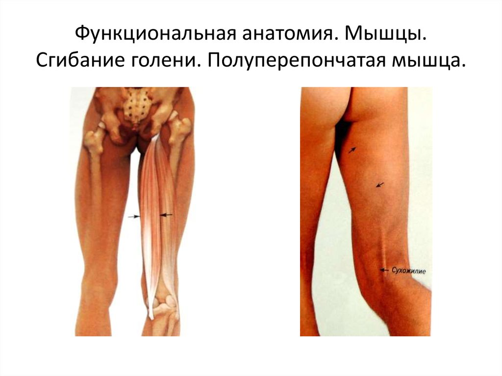 Функциональная анатомия. Мышцы. Сгибание голени. Полуперепончатая мышца.