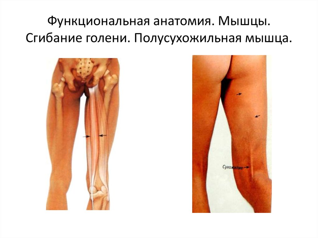 Функциональная анатомия. Мышцы. Сгибание голени. Полусухожильная мышца.