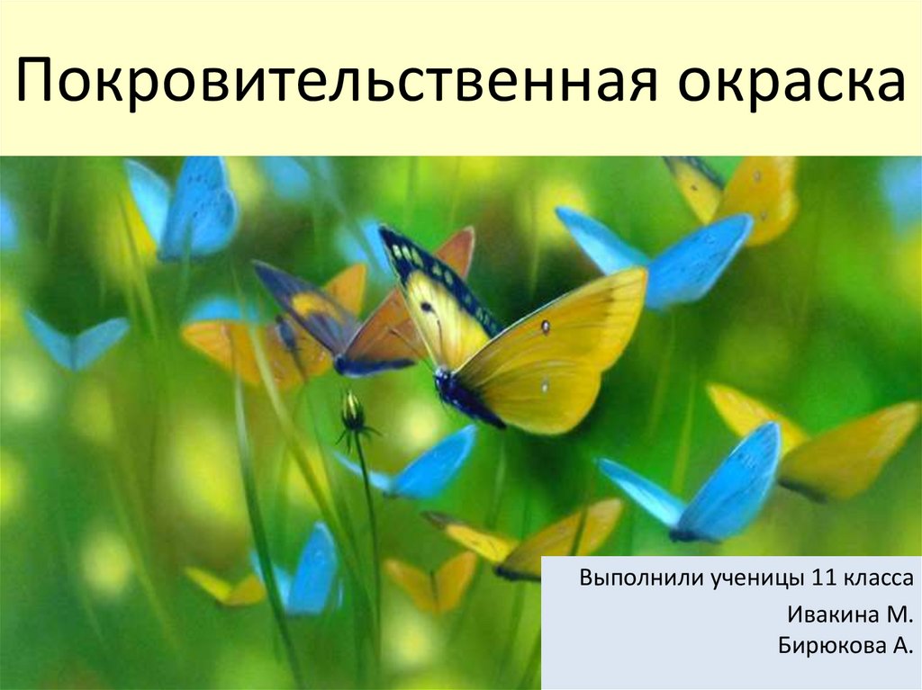 Бабочек легкая стая. Порхающие бабочки. Стайка бабочек. Бабочки над цветами. Лето бабочки.