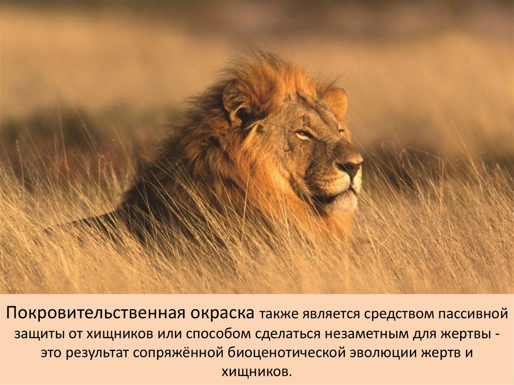 Покровительственная окраска - презентация онлайн