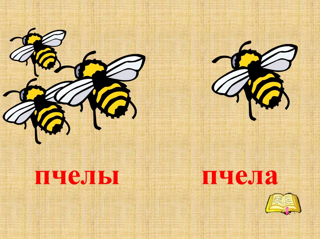 Слоги в слове пчела. Пчела картинка с описанием. Слово пчела. Классный час на тему пчелы. Пчела рисунок с описанием.