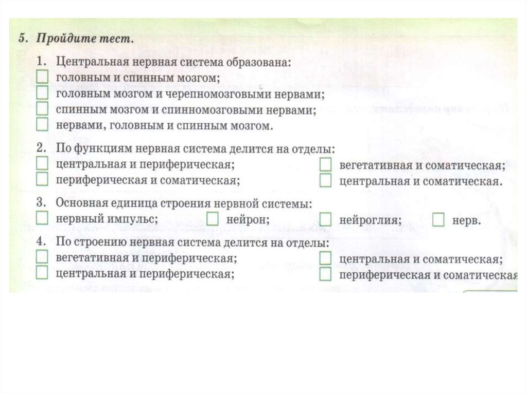 Типы нервной системы: диффузная, лестничная, узловая, трубчатая ...