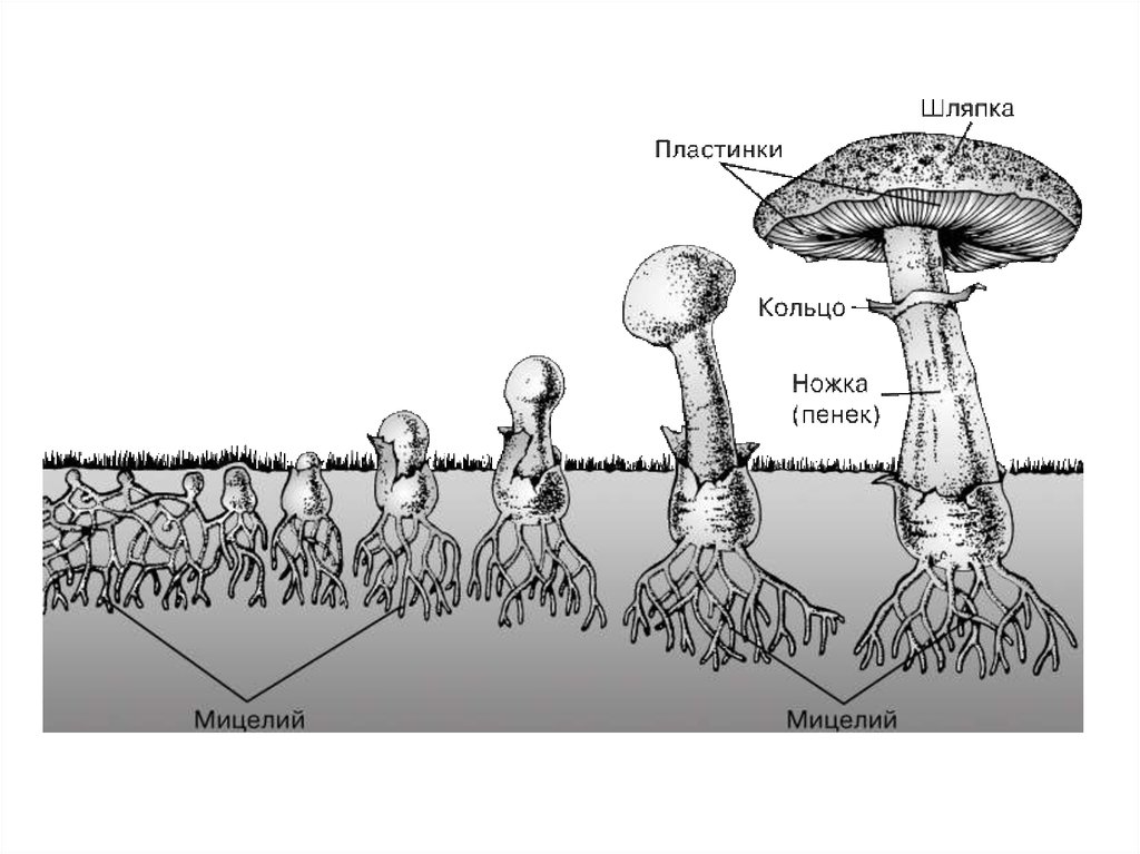 Корни грибов как называется. Мицелий и плодовое тело. Грибница. Мицелий грибов. Грибница грибов.