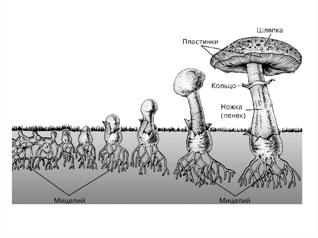 Мицелий это. Формы плодовых тел грибов. Плодовое тело. Форма плодового тела гриба. Плодовое тело гриба образовано.
