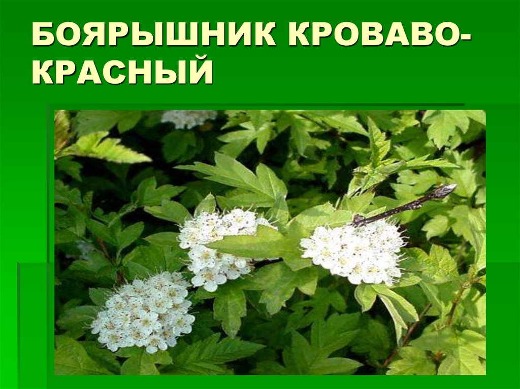 Растения родного края. Растения родного края названия. Растения родного края картинки. Назови растения родного края.