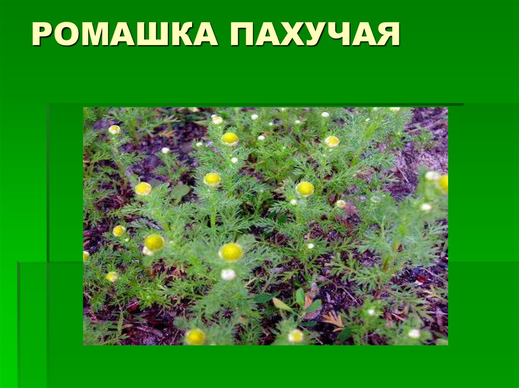 Родные растения. Растения родного края. Травы родного края. Растения нашего родного края. Растения родного края названия.