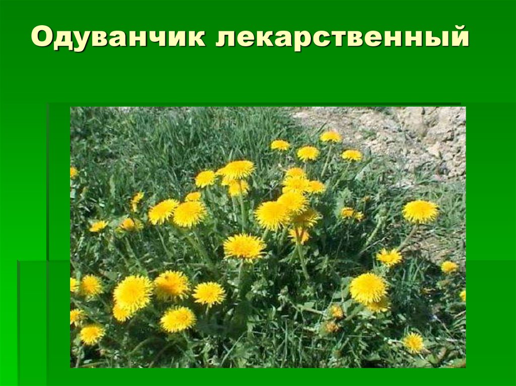 Растение родного края 2 класс окружающий мир. Растения родного края. Систематика одуванчика лекарственного. Растения растения родного края. Лекарственные растения родного края.