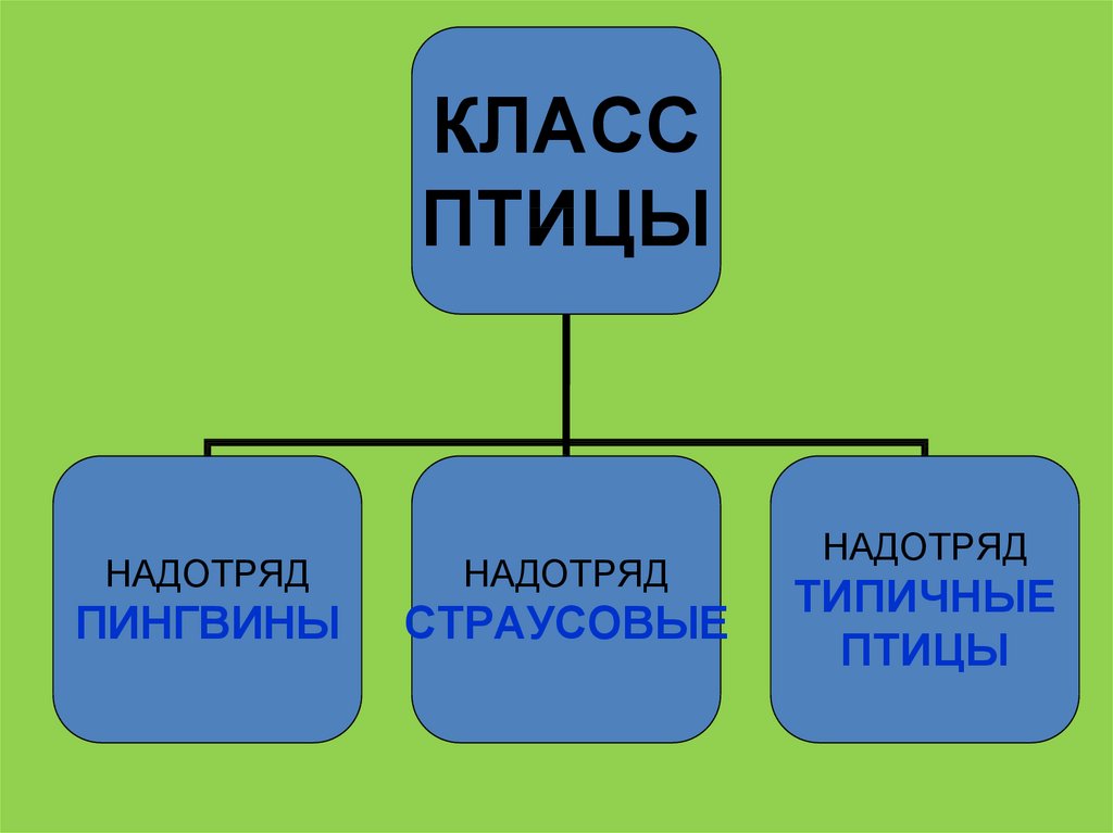 Закончите заполнение схемы класс птицы надотряд представители