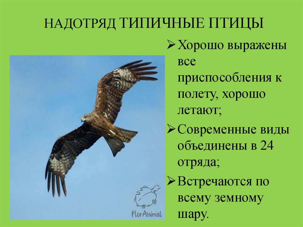 Презентация о любой птице 7 класс по биологии