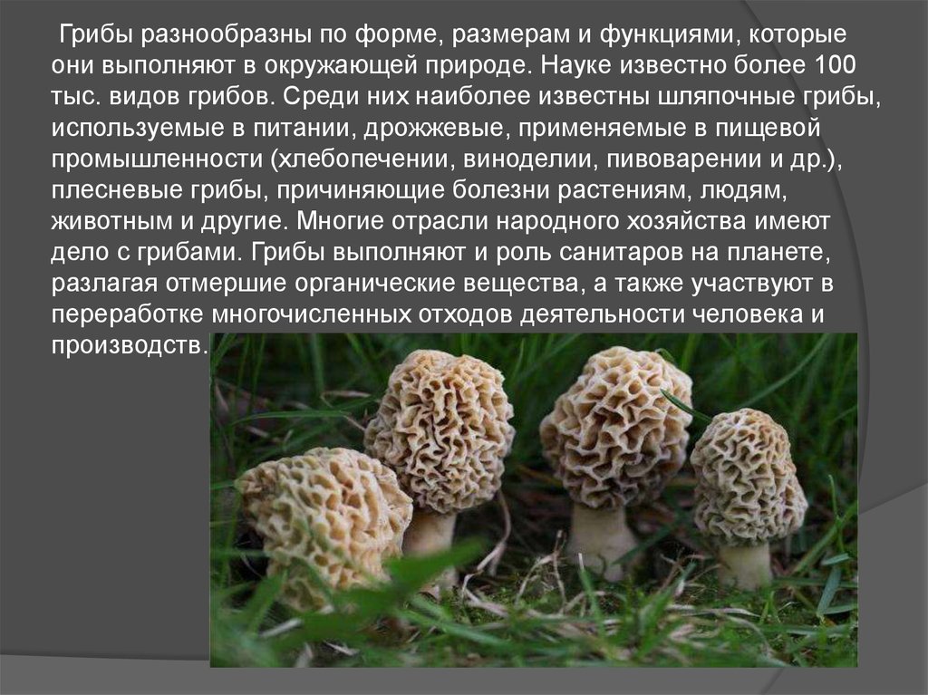 Какие грибы от каких болезней. Полезные грибы для человека. Грибы используют. Полезные грибы для человека 5 класс.