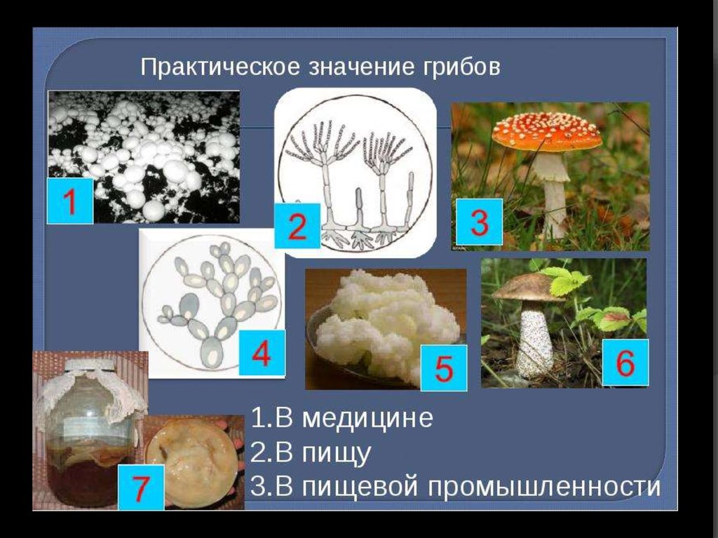 Тема многообразие и значение грибов. Разнообразие грибов в природе. Практическое значение грибов. Значение грибов в медицине. Роль грибов в природе.
