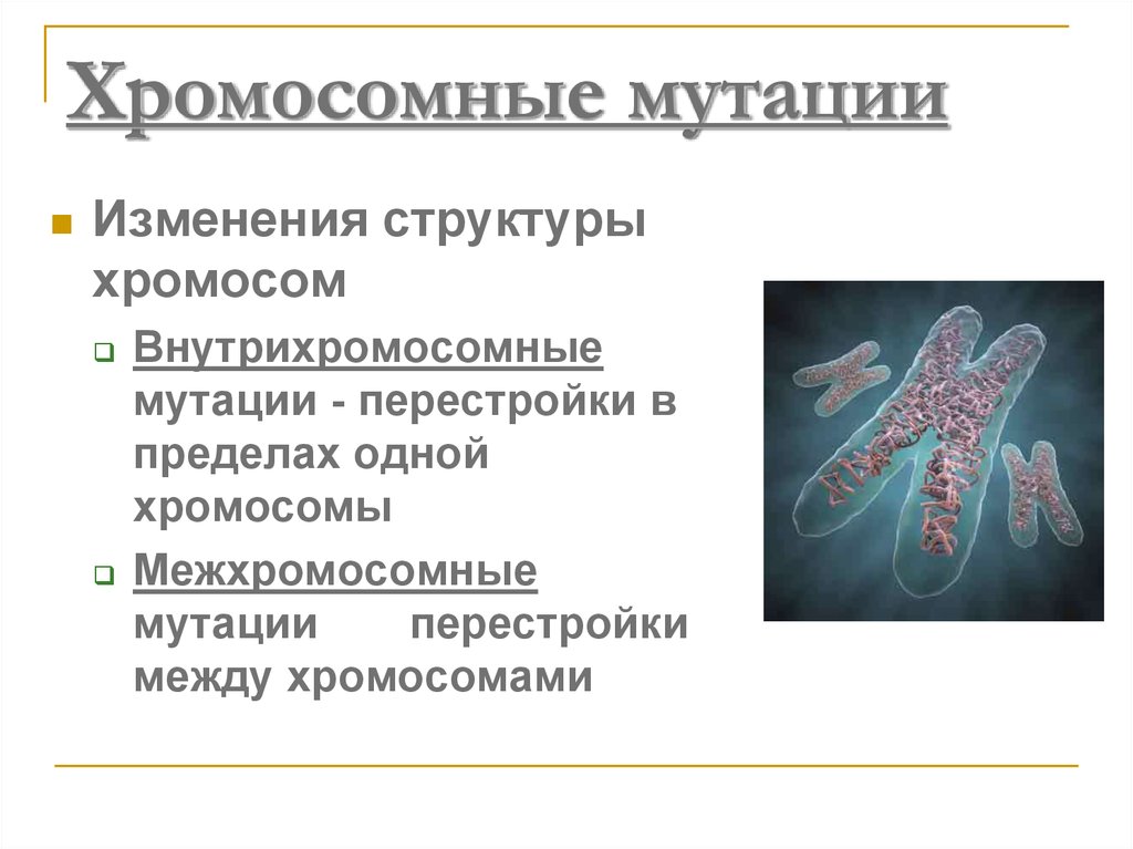 Изменение количества хромосом мутация. Хромосомные мутации. Внутрихромосомные и межхромосомные мутации. Структура хромосомы мутация. Хромосомные мутации межхромосомные.