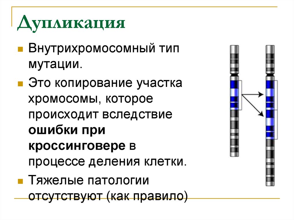 Дупликация инверсия транслокация