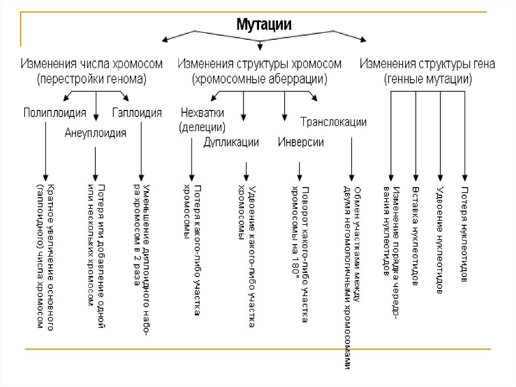 Составьте схему виды мутаций