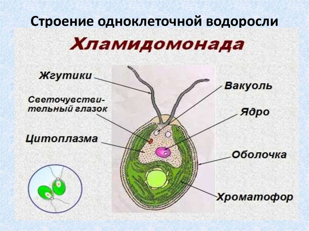 Органы одноклеточных водорослей. Строение клетки водоросли 6 класс биология. Биология строение одноклеточных водорослей. Строение водоросли хламидомонады. Рисунок одноклеточной водоросли хламидомонады.