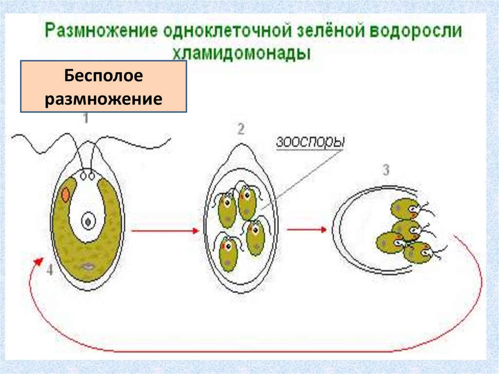 Развитие одноклеточных водорослей. Бесполое размножение хламидомонады. Хламидомонада размножение зооспорами. Половое размножение хламидомонады схема. Размножение одноклеточных водорослей схема.