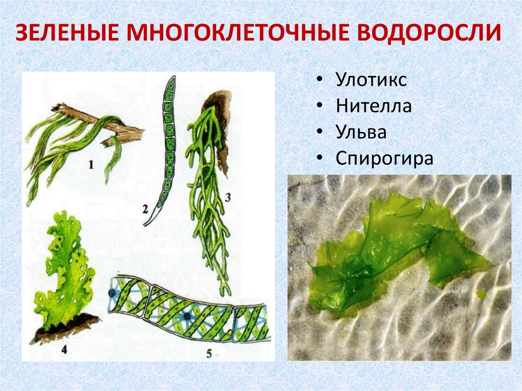 Многоклеточные водоросли состоят из большого числа. Таллома зеленых водорослей. Нителла, ламинария, Филлофора, Ульва - это…. Многоклеточные слоевищные водоросли. Водоросли строение многоклеточных зеленых водорослей.