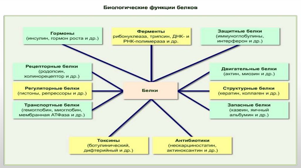 Биологические функции белков. Биологические белков функции гормональная. Функции белка репрессора. Установите соответствие между белками и их функциями.