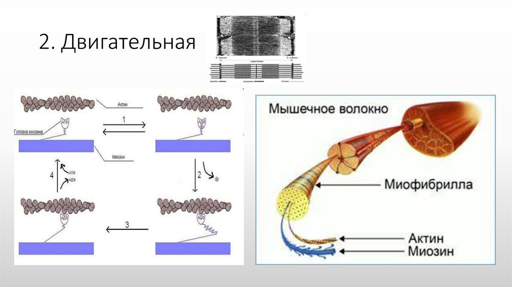 Актин и миозин рисунок