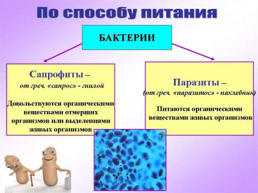 Бактерии и человек презентация