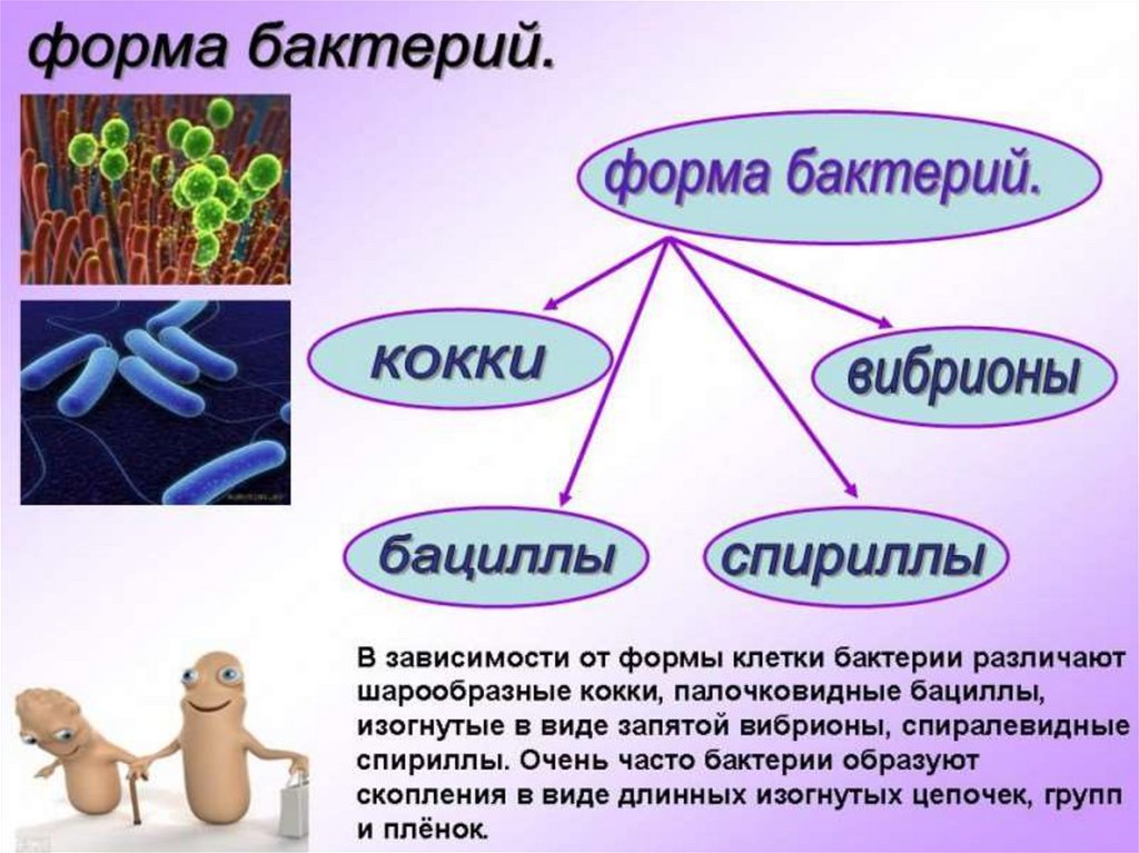 Проект про микробы