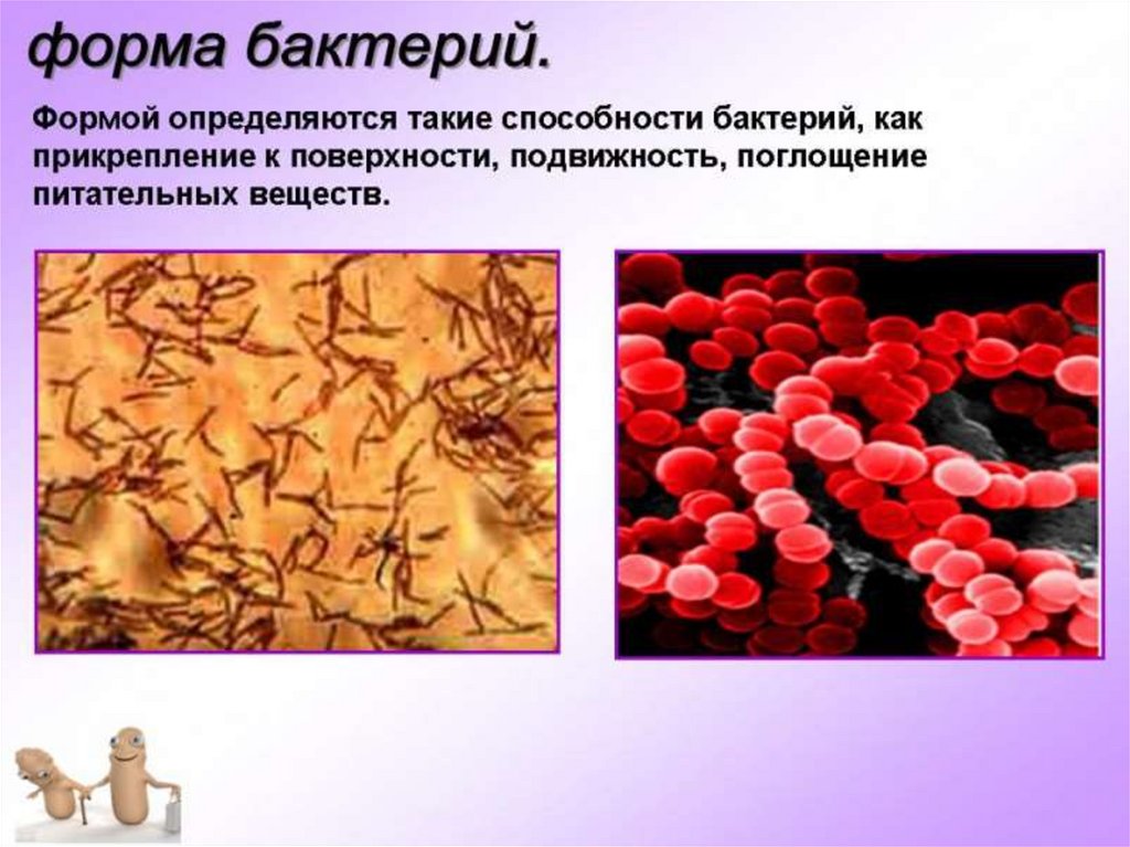 Грибы и бактерии биология 5 класс