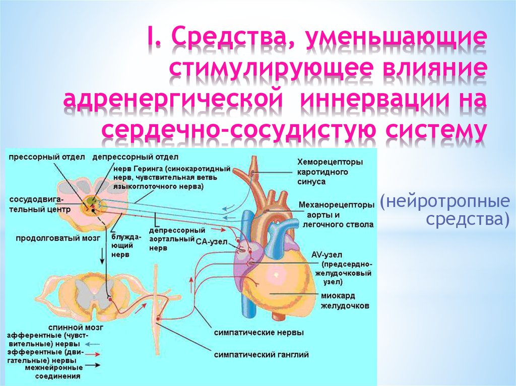 Средства влияющие на сердечно сосудистую систему презентация