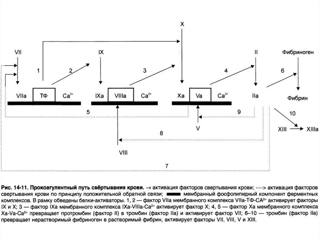 Пути свертывания крови схема