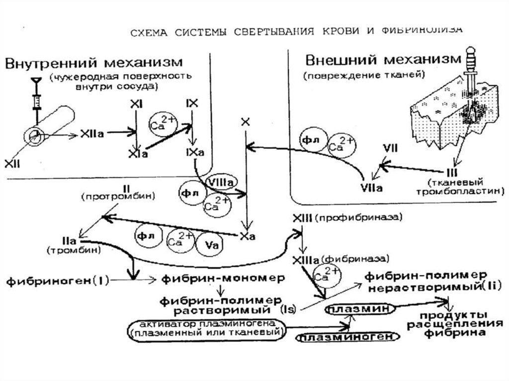 Схема коагуляции гемостаза