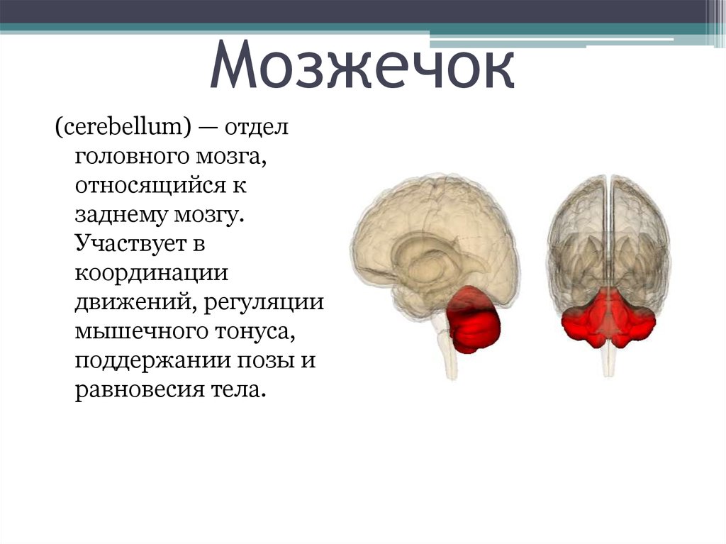 Мозжечок функции. Мозжечок пирамидная система. Мозжечок относится к пирамидному пути.