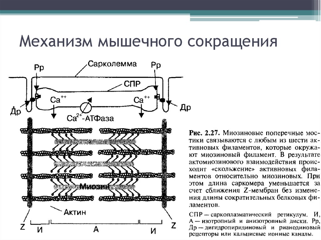 Механизм мышц. Механизм сокращения мышц физиология. Физиологический механизм мышечного сокращения.. Физиология мышц механизм мышечного сокращения. Механизм мышечного сокращения схема.