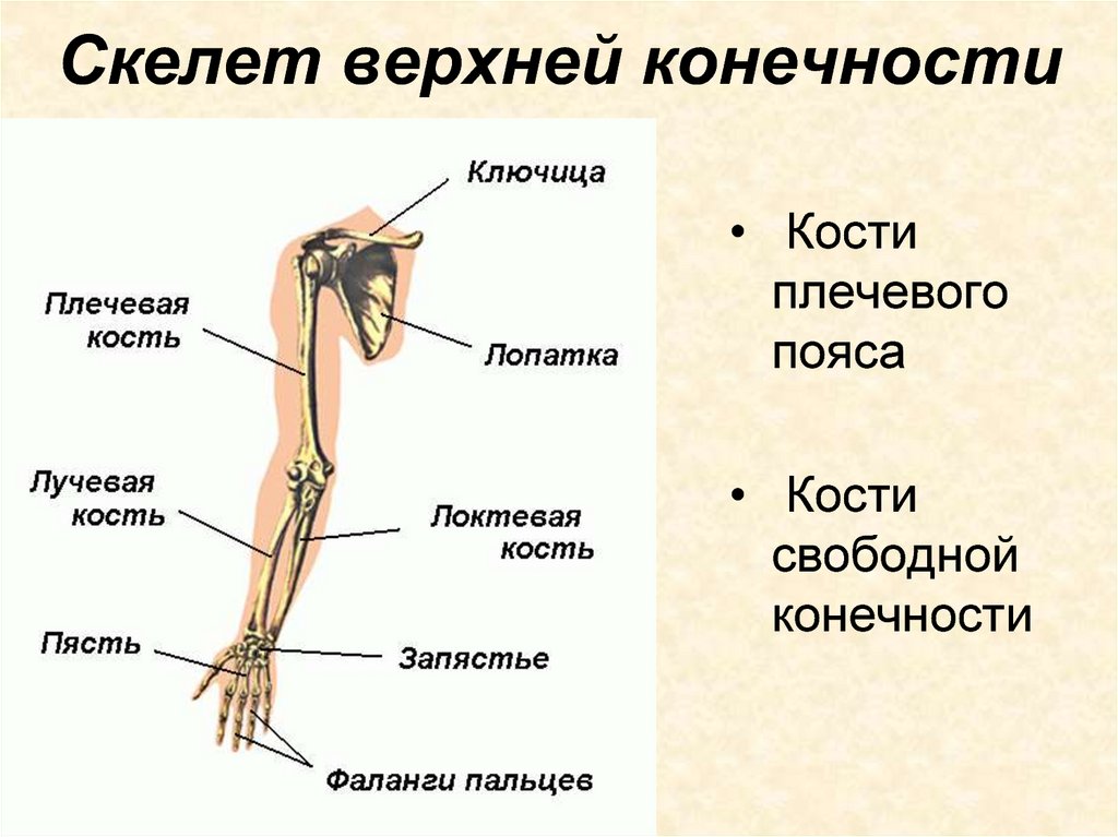 Скелет верхней конечности человека пояс конечностей. Строение скелета верхней конечности (отделы и кости). Строение скелета верхней конечности человека. Кости составляющие скелет свободной верхней конечности. Скелет верхних конечностей плечевого плечевого пояса.