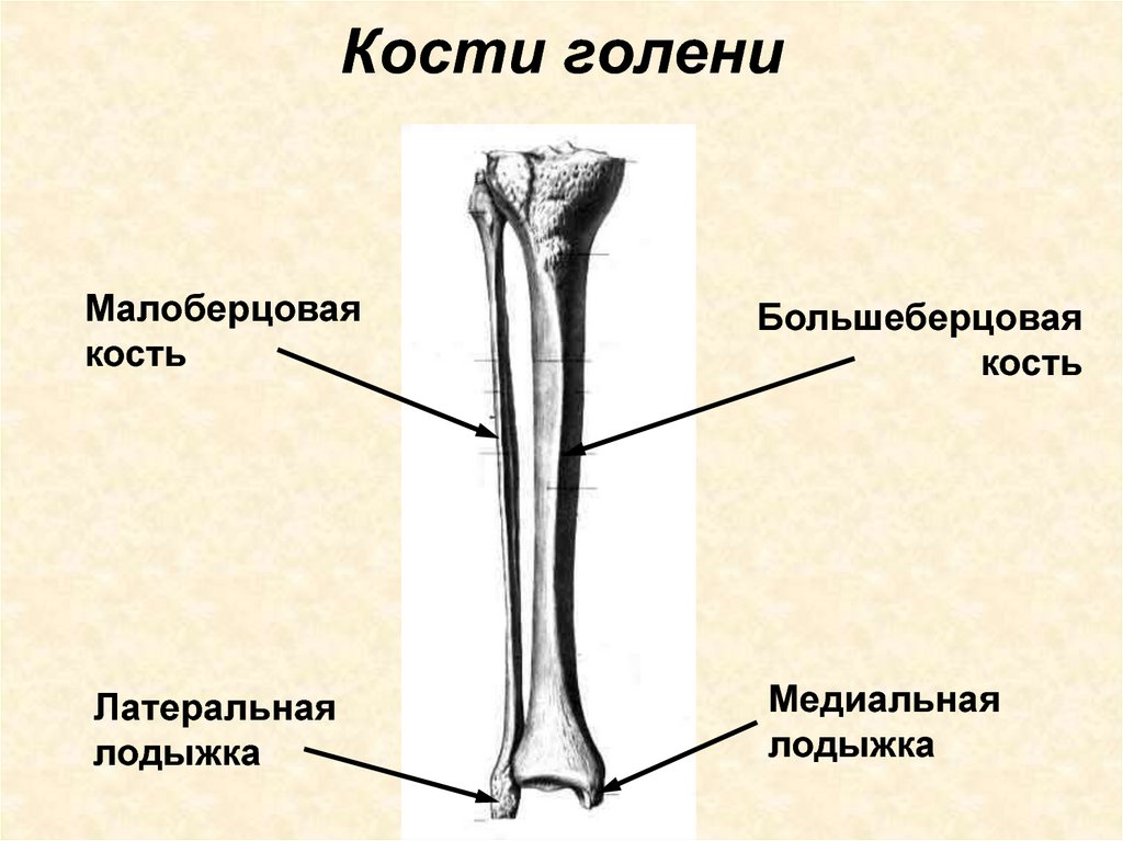 Кости голени рисунок