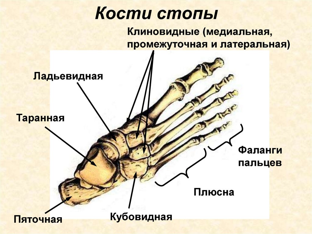 Картинка скелета стопы человека