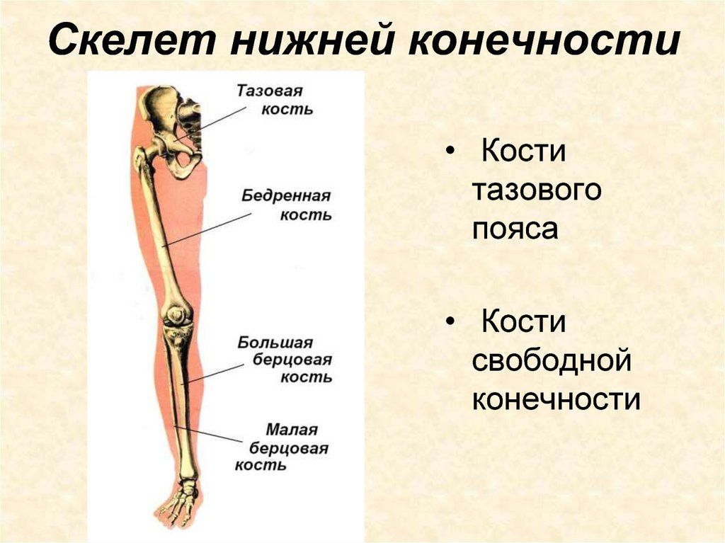 Скелет нижних конечностей человека кости. Скелет нижней конечности. Строение бедренной кости. Строение скелета нижней конечности (отделы и кости). Строение скелета нижних конечностей. Костный скелет свободной нижней конечности.