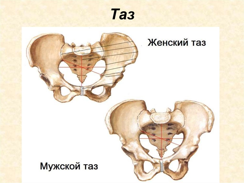 Расширение таза мужчин. Кости таза анатомия мужчины и женщины. Кости таза анатомия мужчины. Тазовая кость анатомия человека. Различия мужского и женского таза.