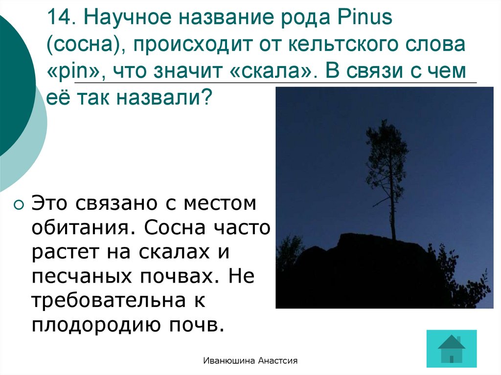 Назвали род. Среда обитания сосны обыкновенной. Местообитание сосны. Сосна условия среды обитания. Условия обитания сосны обыкновенной.