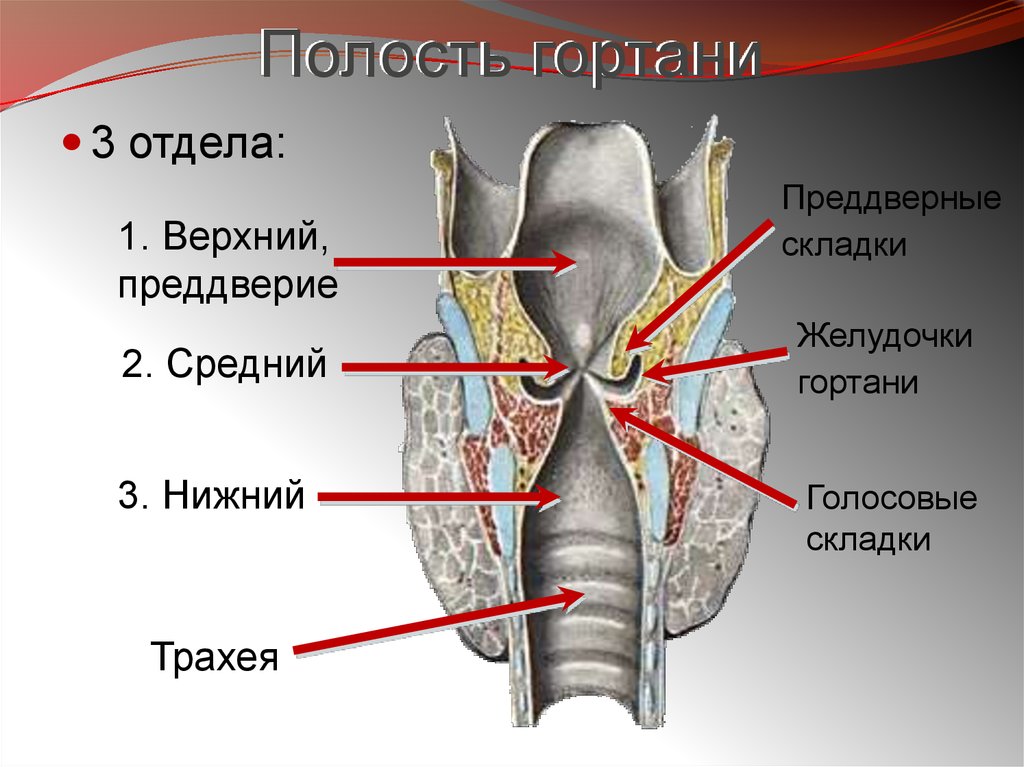 Нижний отдел. Придверная складка гортани. Желудочек гортани анатомия. Полость гортани анатомия строение.